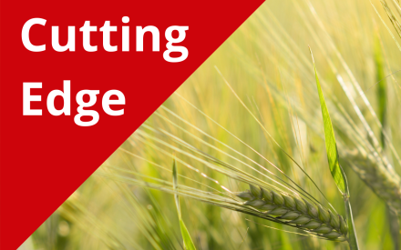 The Cutting Edge Podcast Episode 7: Naked (hulless) Barley
