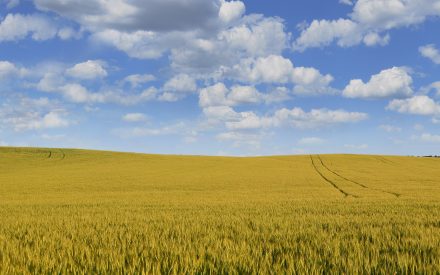 Field Notes Episode 26: Avoiding Dockages and Pushing Yield with Wheat